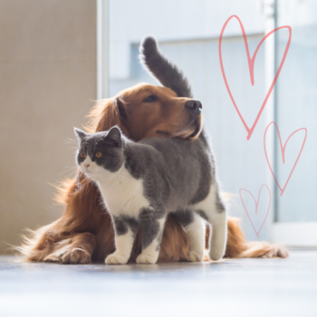 image for What Your Pet REALLY Wants for Valentine's Day!